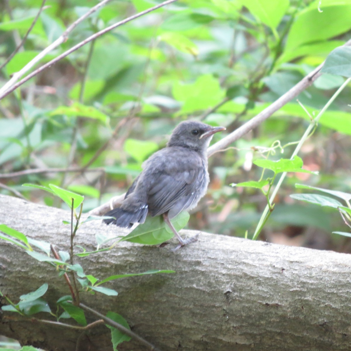 Gray Catbird - Holger Pflicke