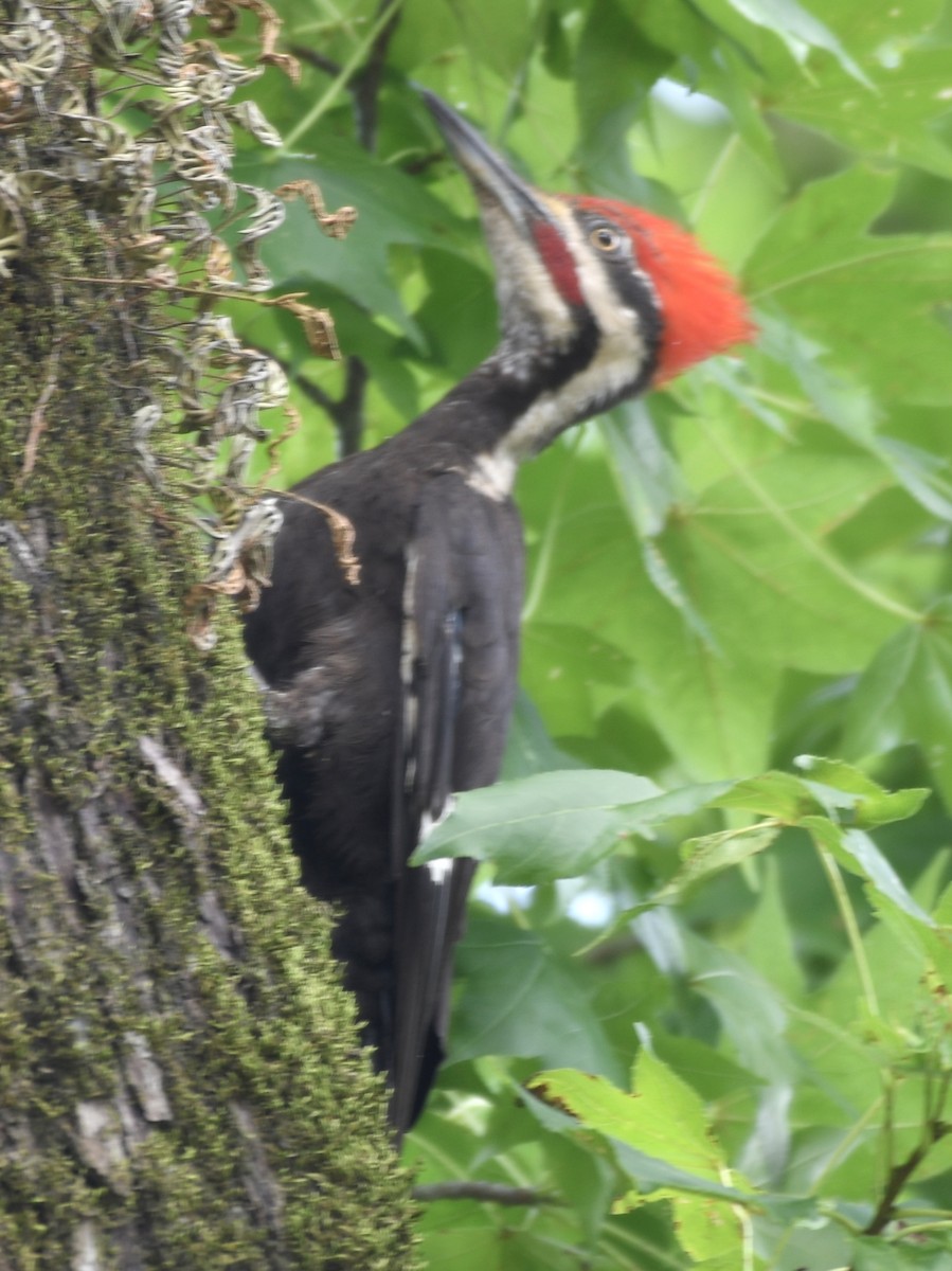 Pileated Woodpecker - ML620718305