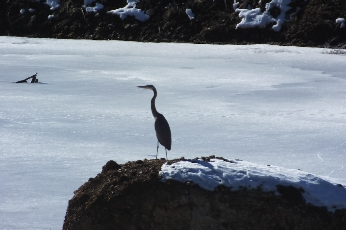 Great Blue Heron - Dave Hanscom