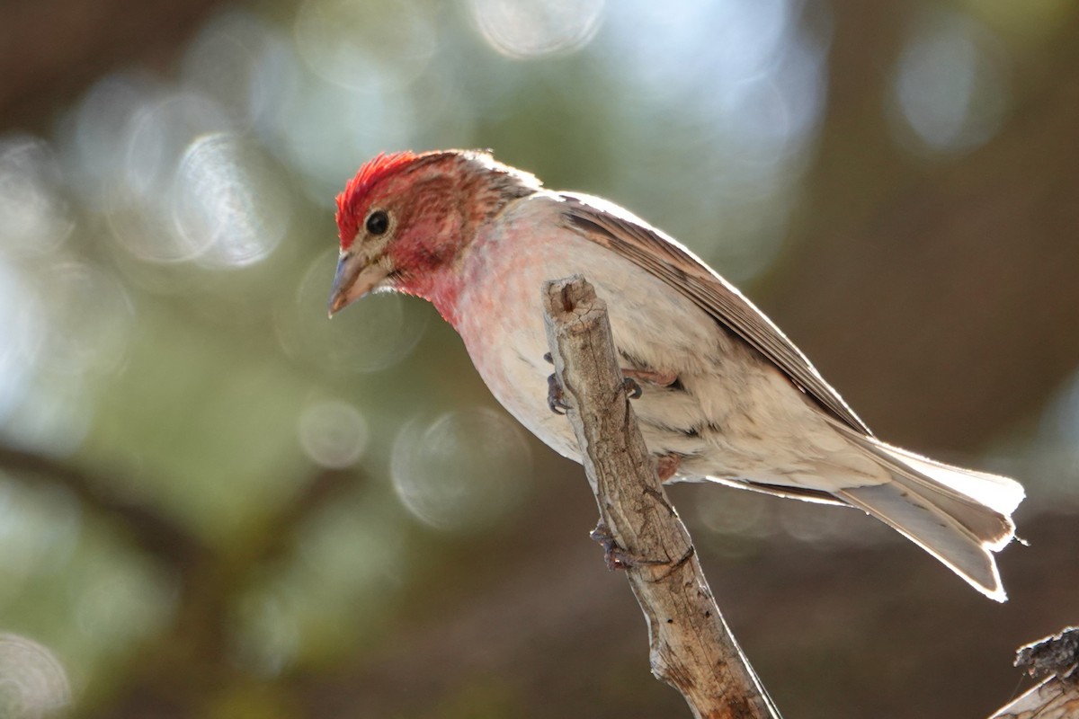 Cassin's Finch - ML620718308