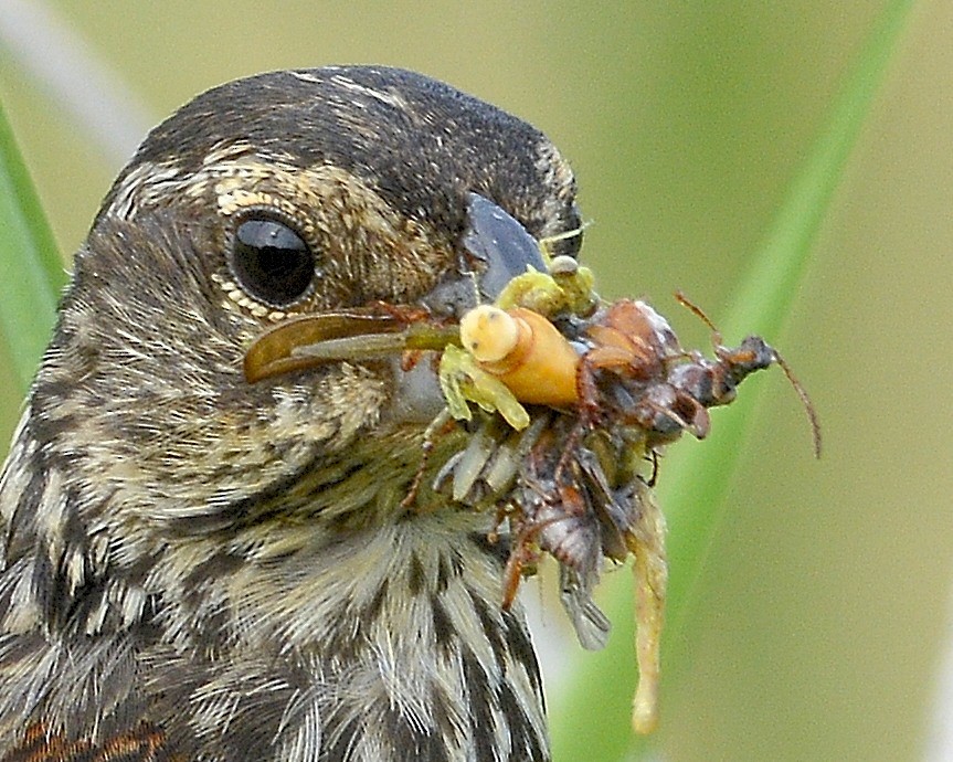 Red-winged Blackbird - ML620718309