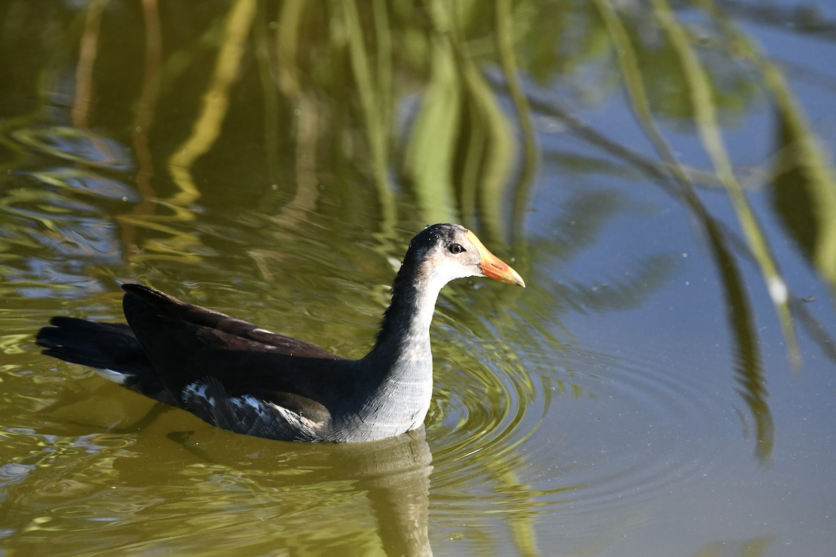 Gallinule d'Amérique - ML620718311