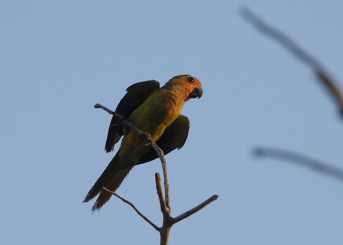 Aratinga Pertinaz - ML620718314