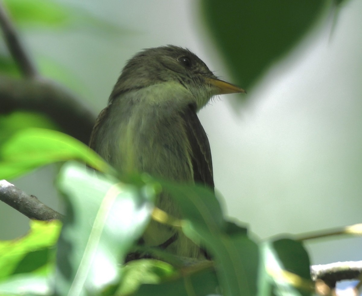 Eastern Phoebe - ML620718316