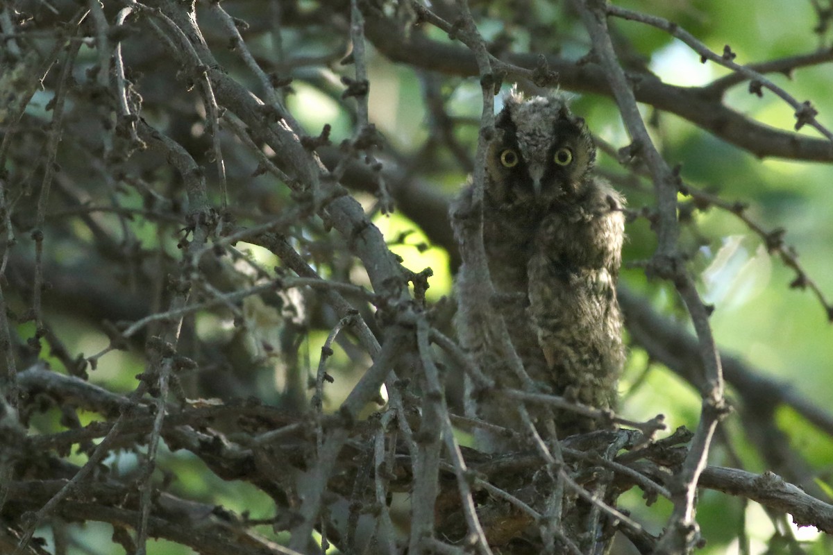 Long-eared Owl - ML620718318