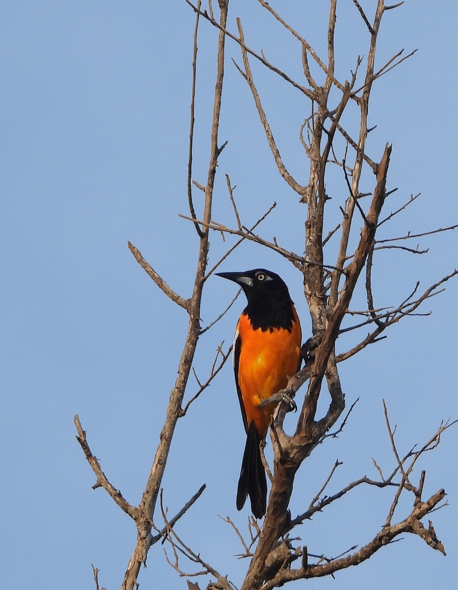 Venezuelan Troupial - Cisca  Rusch