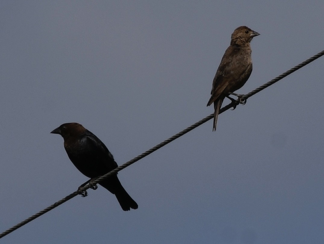 Brown-headed Cowbird - ML620718321