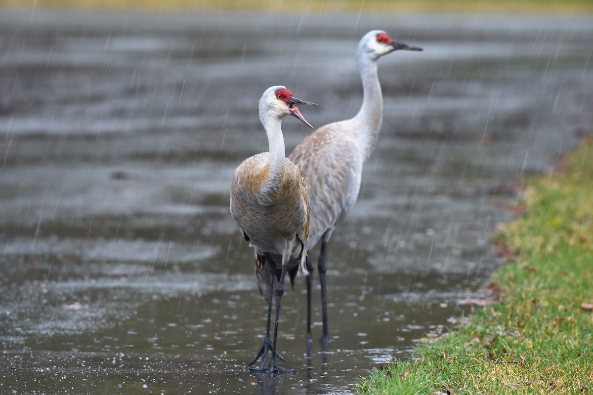 Sandhill Crane - ML620718323