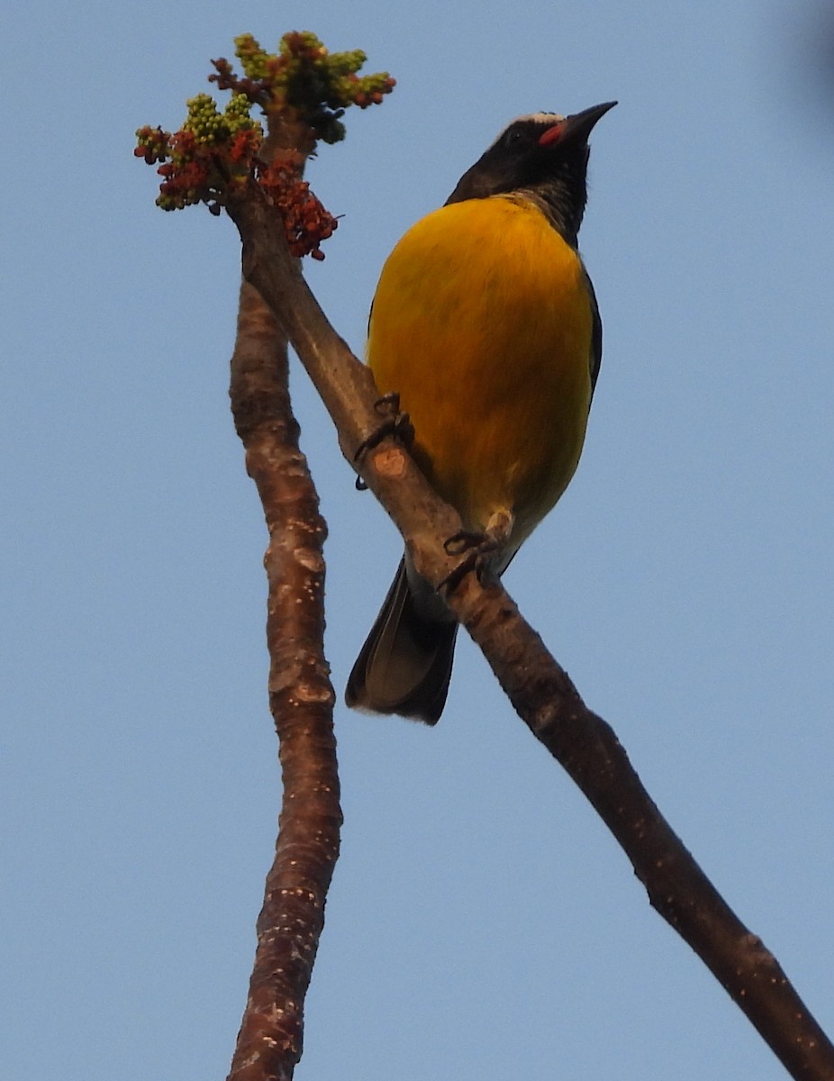 Sucrier à ventre jaune - ML620718324