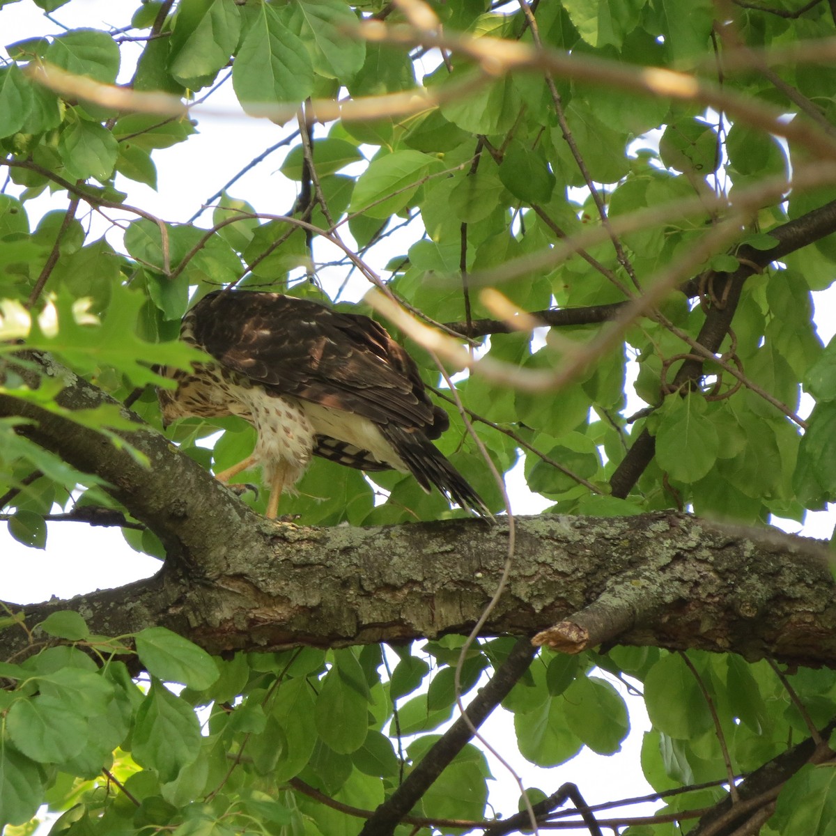 Cooper's Hawk - ML620718325