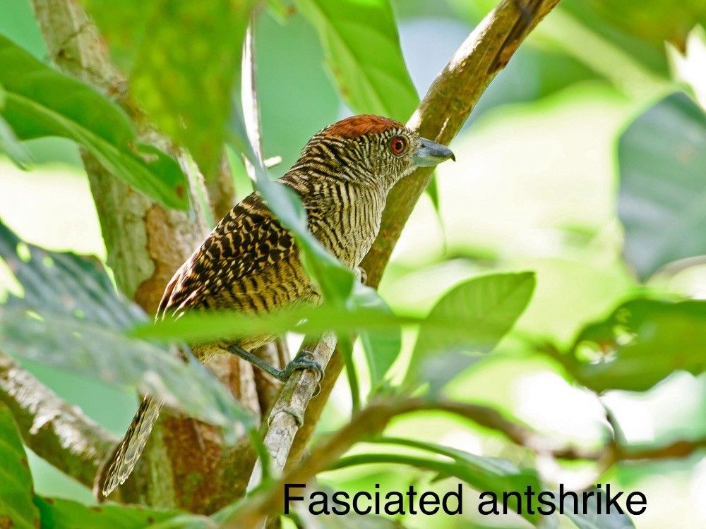 Fasciated Antshrike - ML620718328