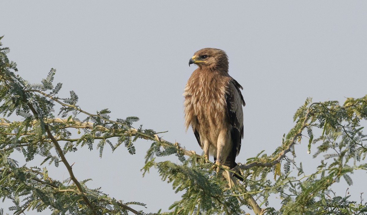 Indian Spotted Eagle - ML620718329