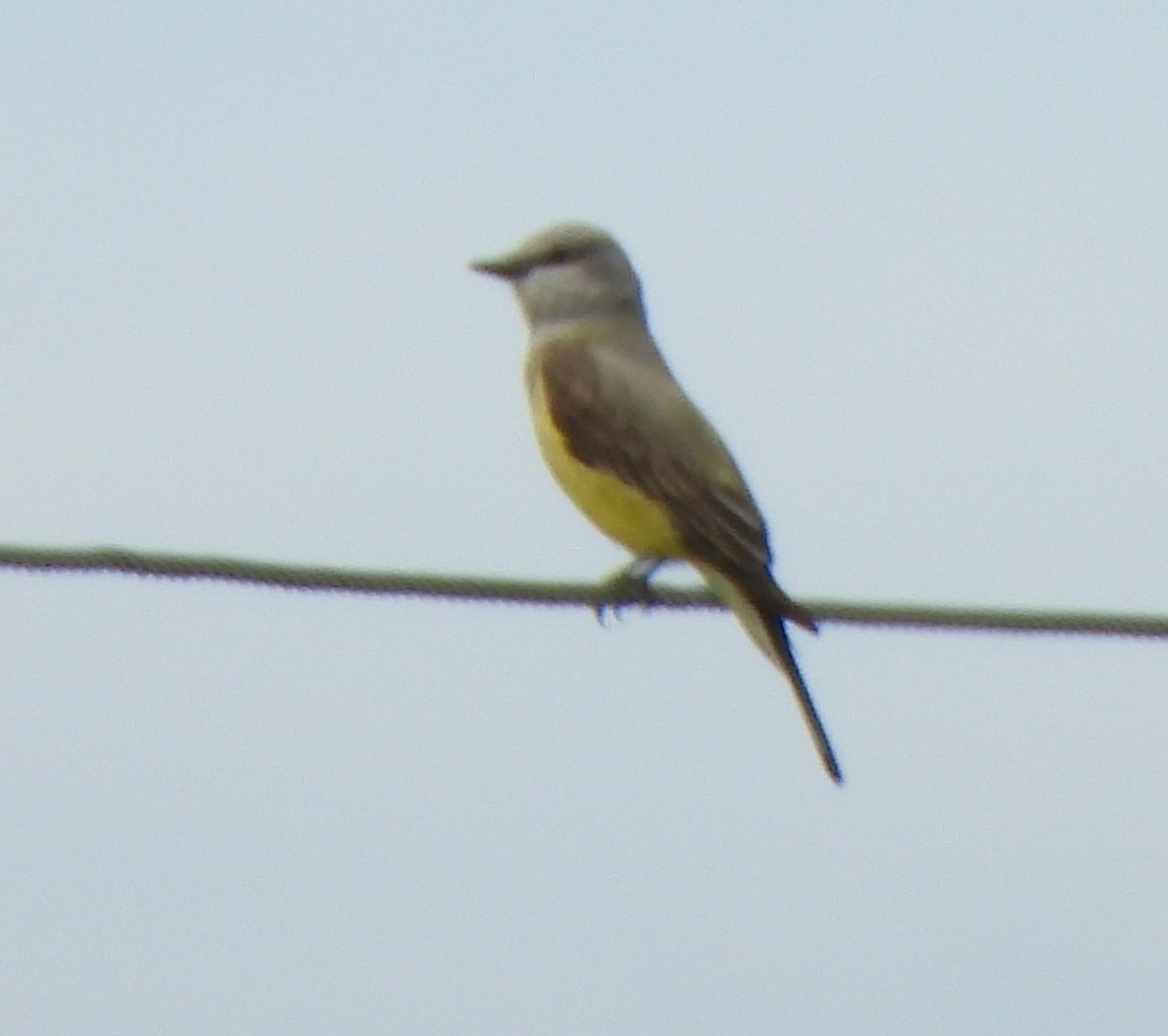 Western Kingbird - Richard and Janice Drummond