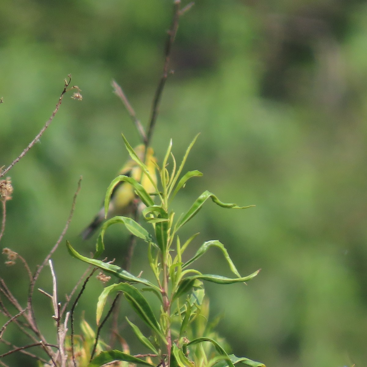 American Goldfinch - Brian Nothhelfer