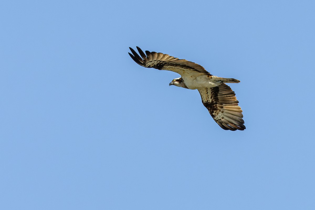 Balbuzard pêcheur - ML620718332