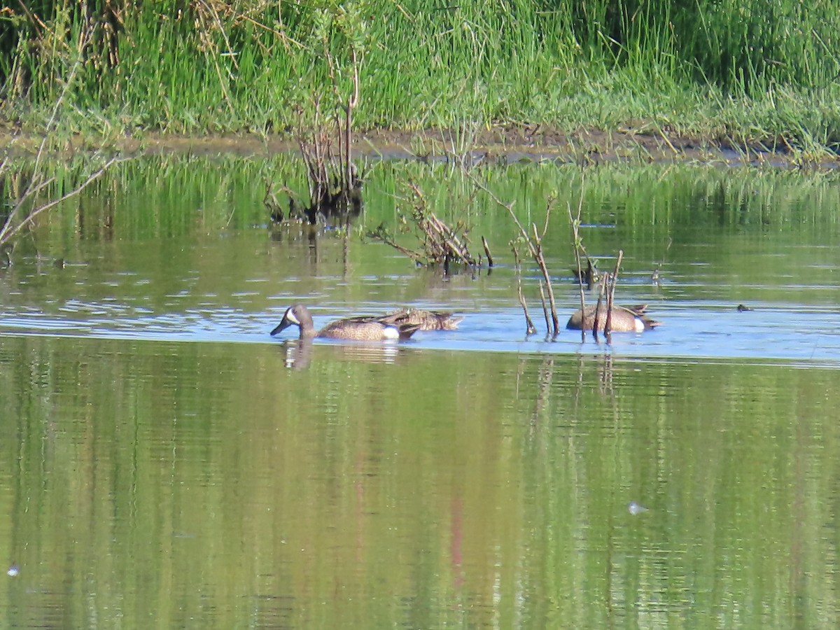 Blue-winged Teal - ML620718333