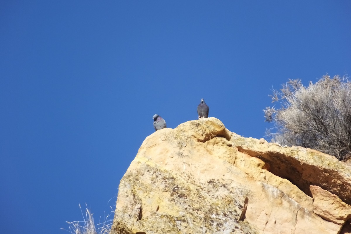 Rock Pigeon (Feral Pigeon) - ML620718334