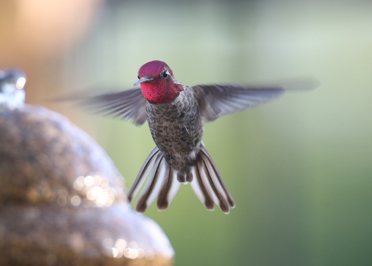 Anna's Hummingbird - ML620718335