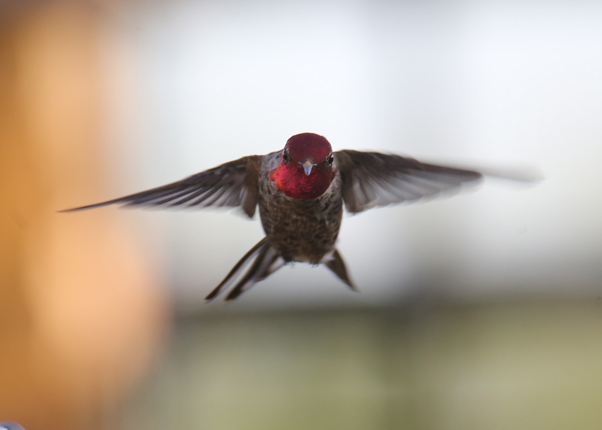 Anna's Hummingbird - ML620718336
