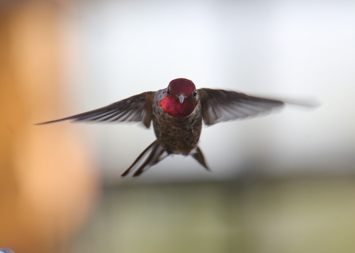 rødmaskekolibri - ML620718336