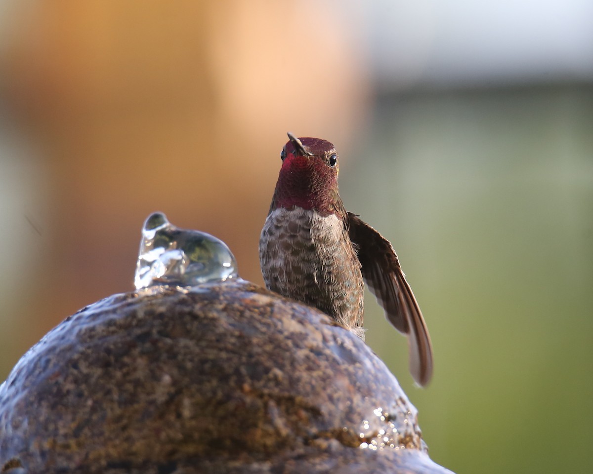 Anna's Hummingbird - ML620718337