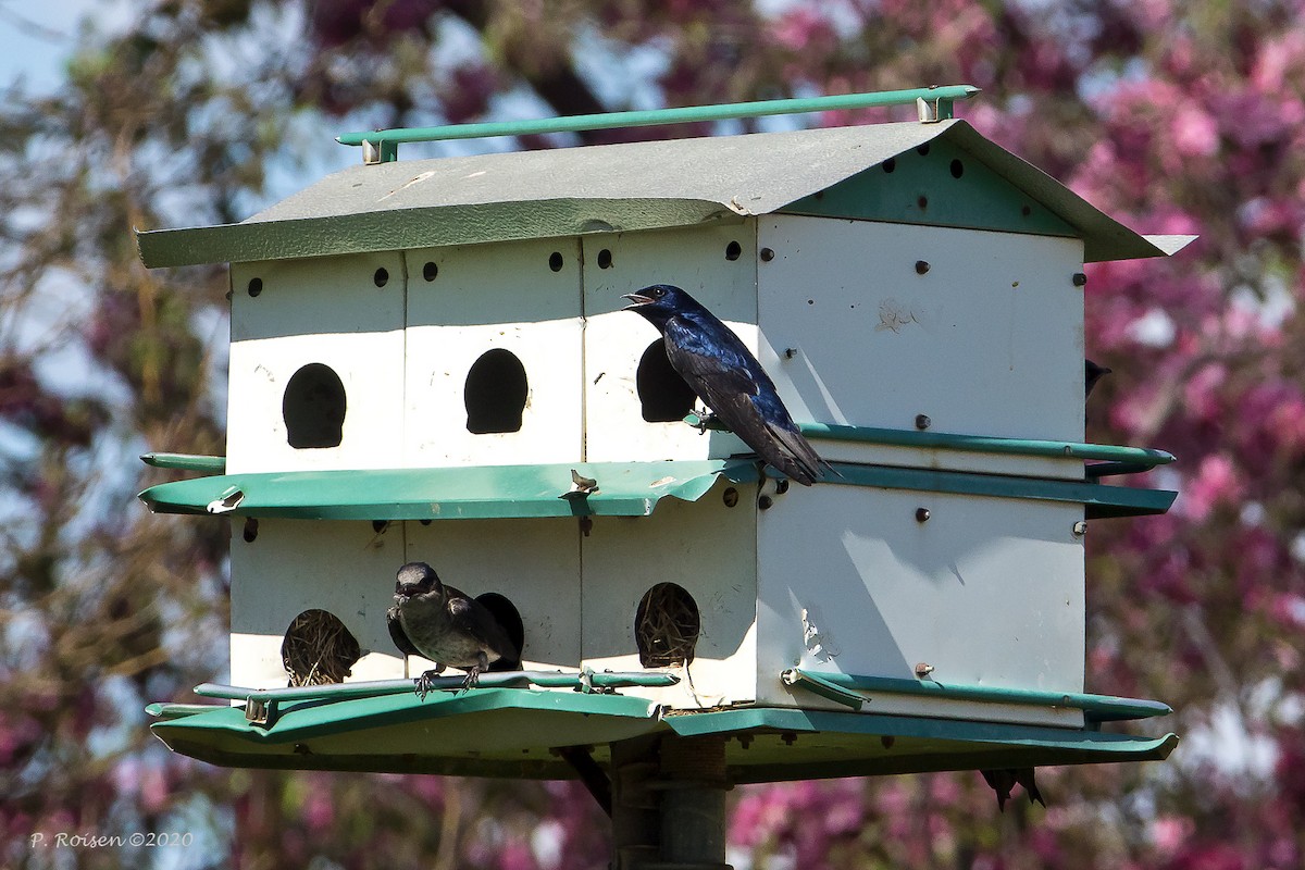 Purple Martin - ML620718338