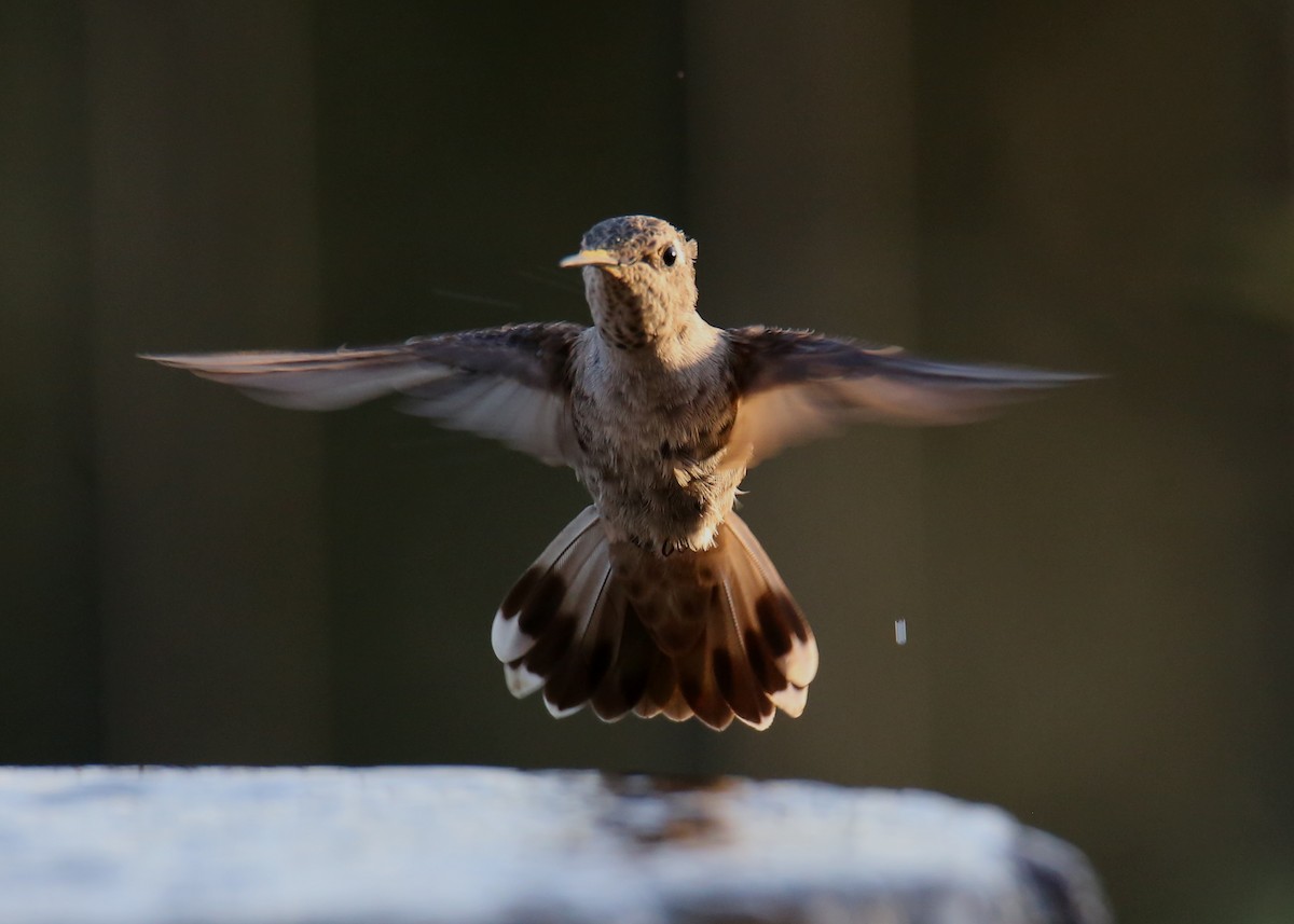 Allen's Hummingbird - ML620718341