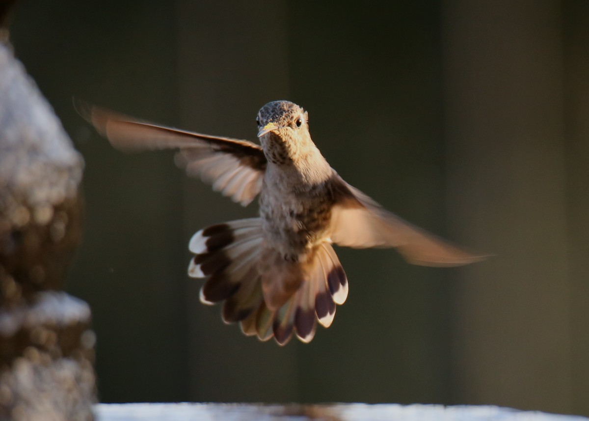 chaparralkolibri - ML620718342