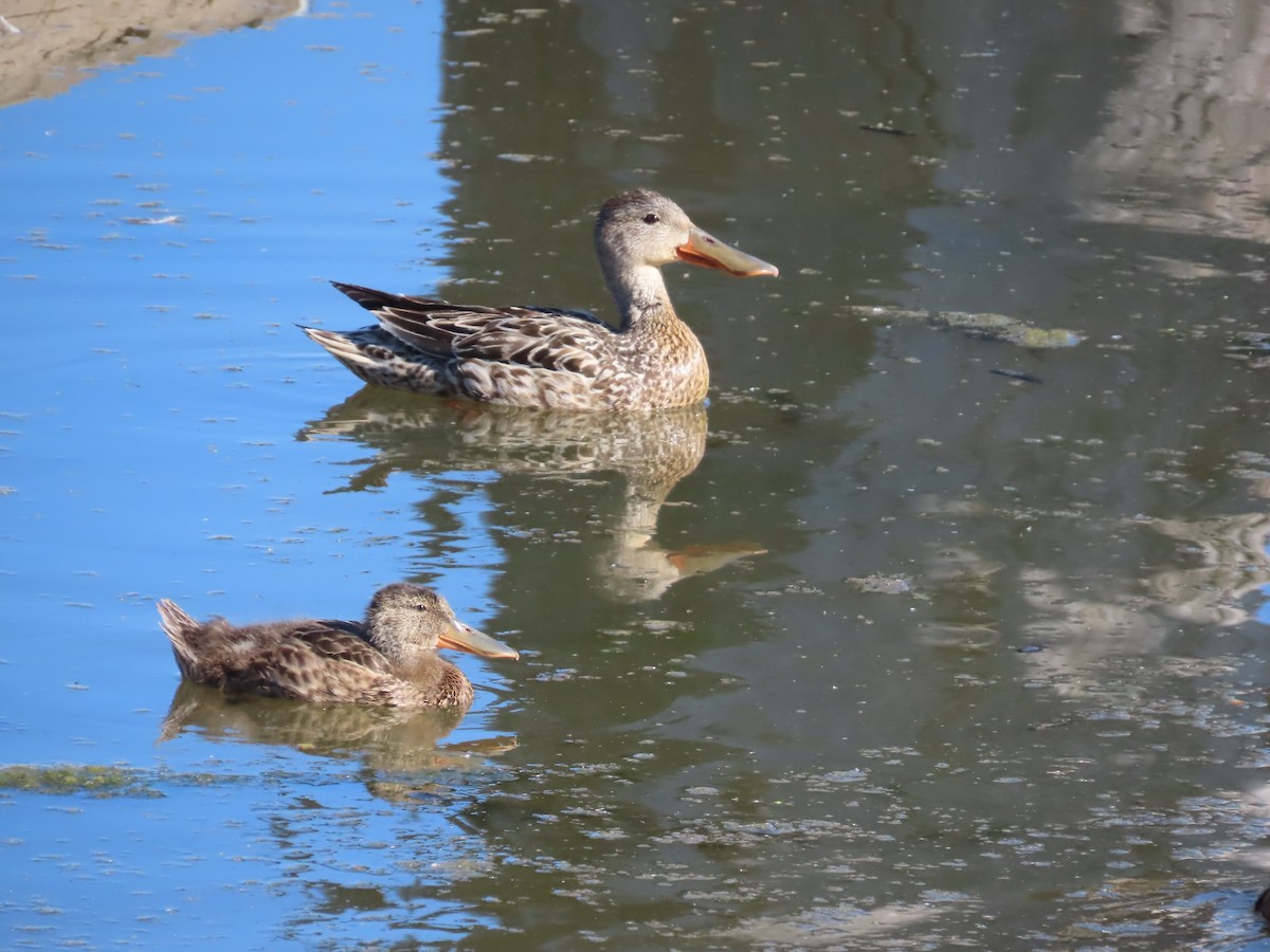 Canard souchet - ML620718343