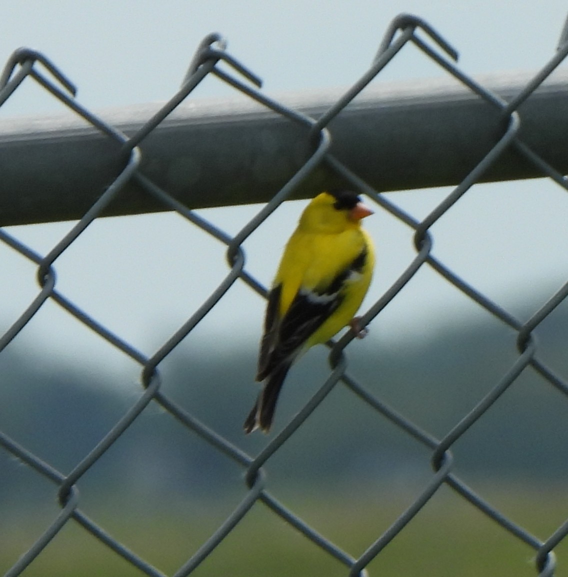 Chardonneret jaune - ML620718344