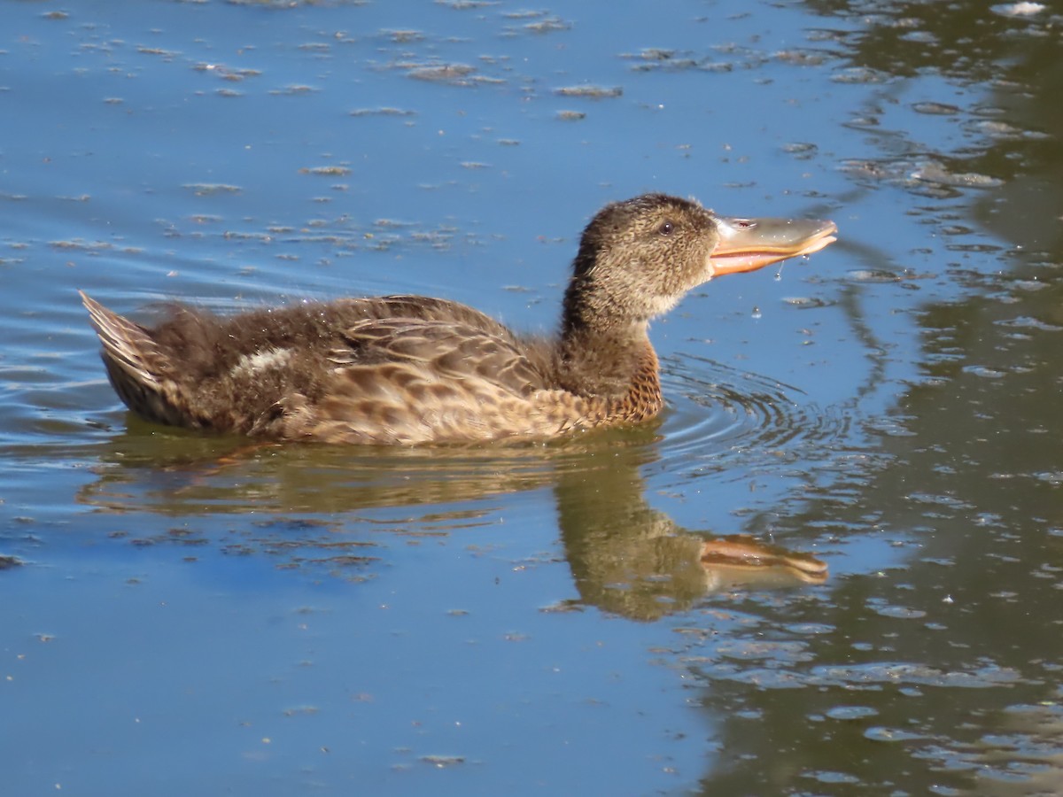 Northern Shoveler - ML620718345