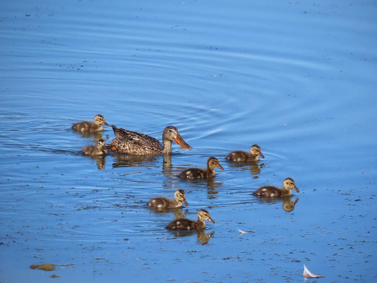 Northern Shoveler - ML620718346