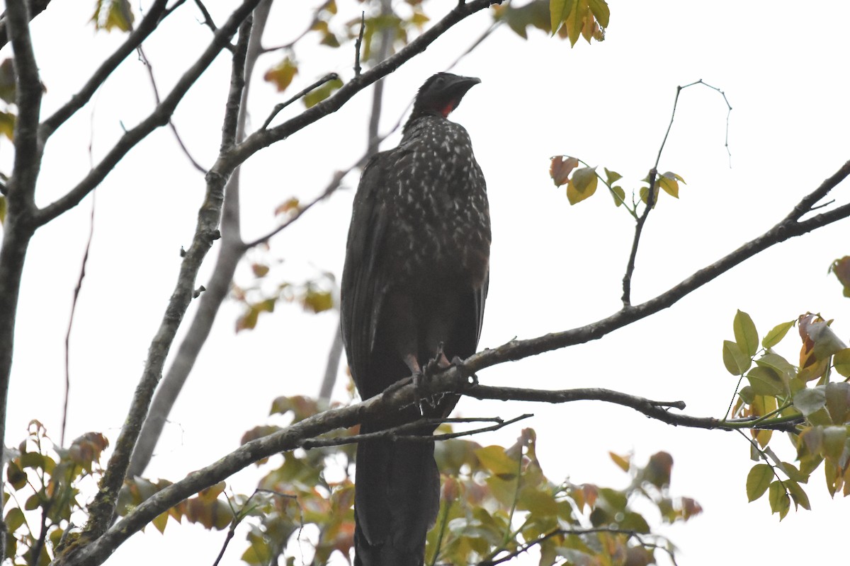 Crested Guan - ML620718347