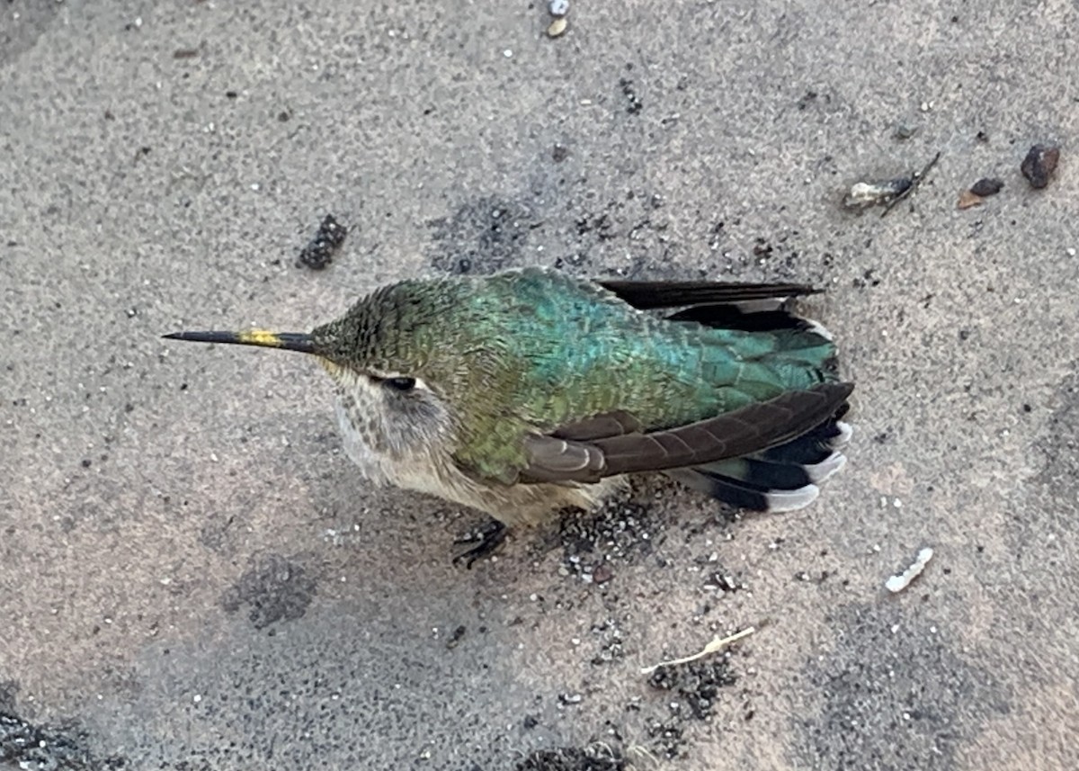 ub. kolibri (Trochilidae sp.) - ML620718348