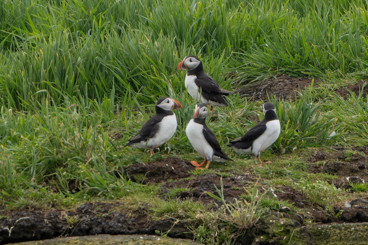 Atlantic Puffin - ML620718349