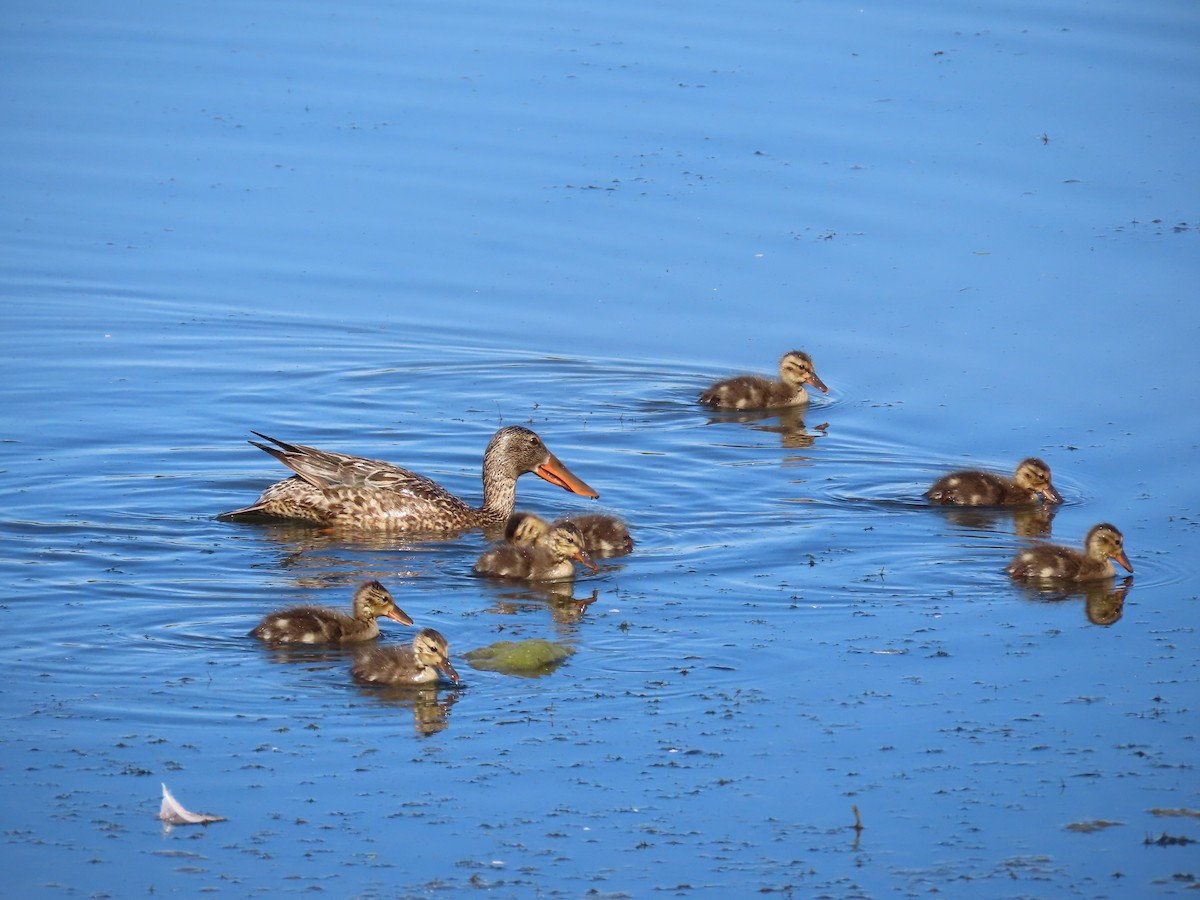 Northern Shoveler - ML620718350