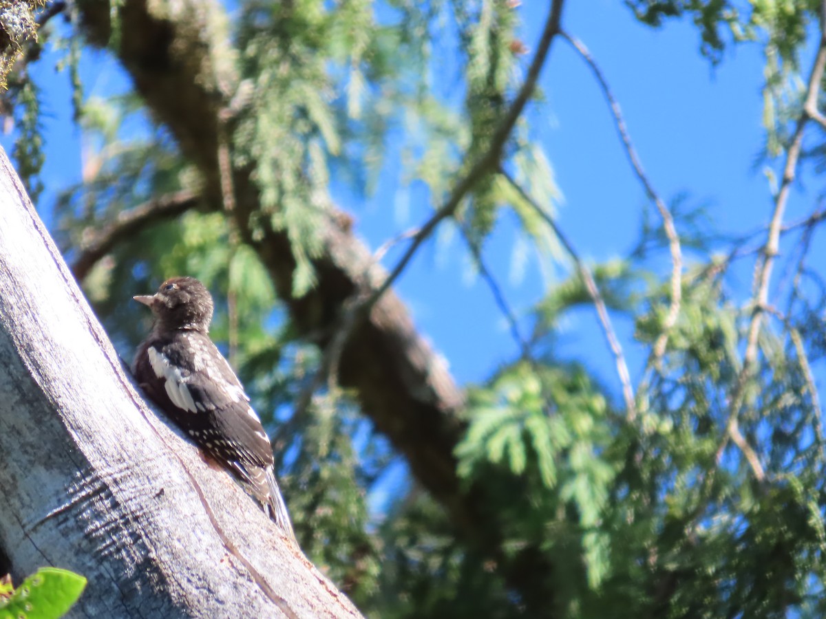 Red-breasted Sapsucker - ML620718351