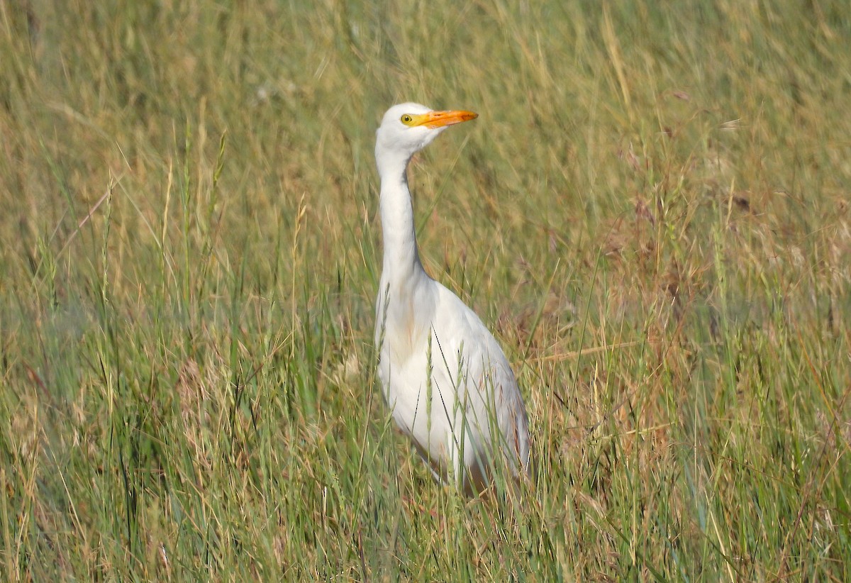 Western Cattle Egret - Ted Floyd