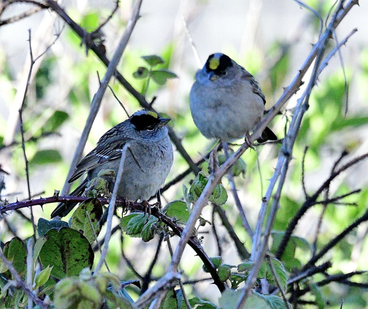 Golden-crowned Sparrow - Norman Eshoo