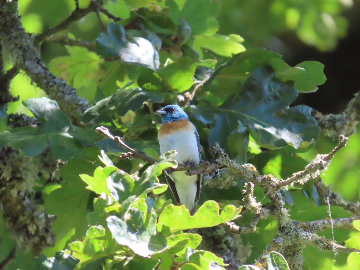 Lazuli Bunting - ML620718356