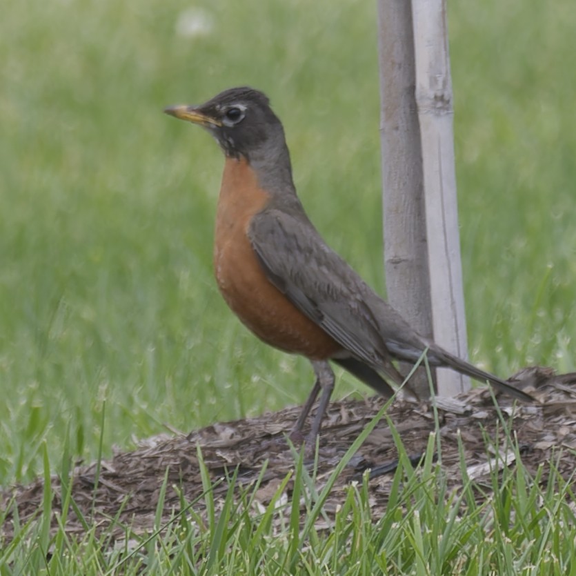 American Robin - ML620718357