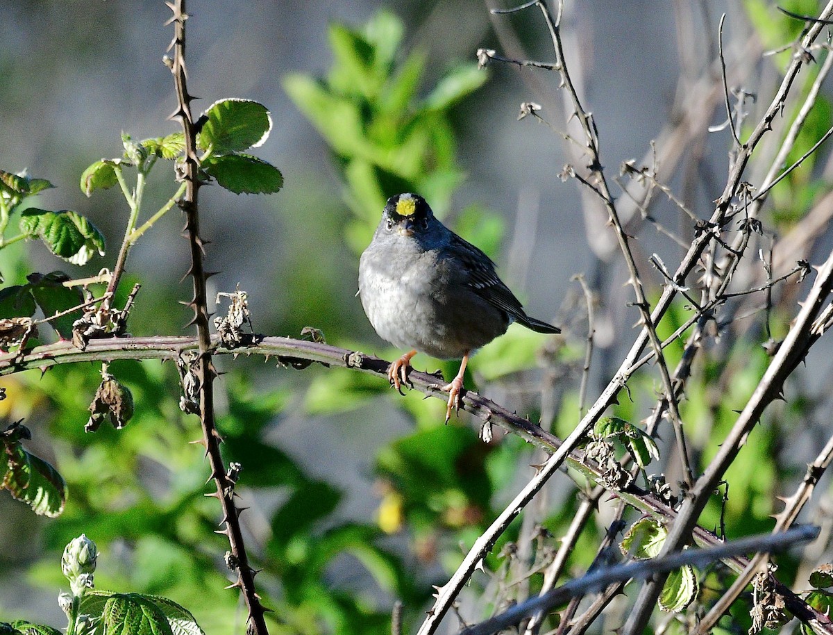 Golden-crowned Sparrow - ML620718358