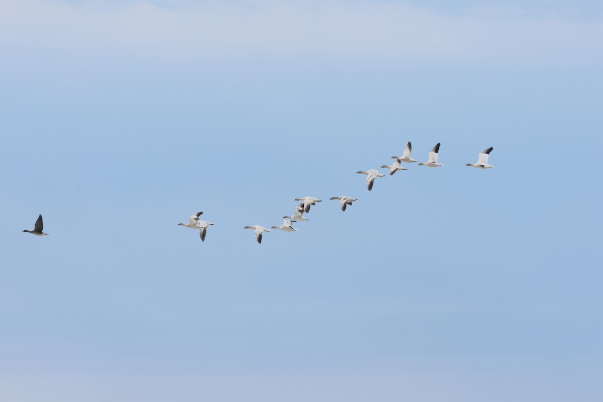 Snow Goose - ML620718359