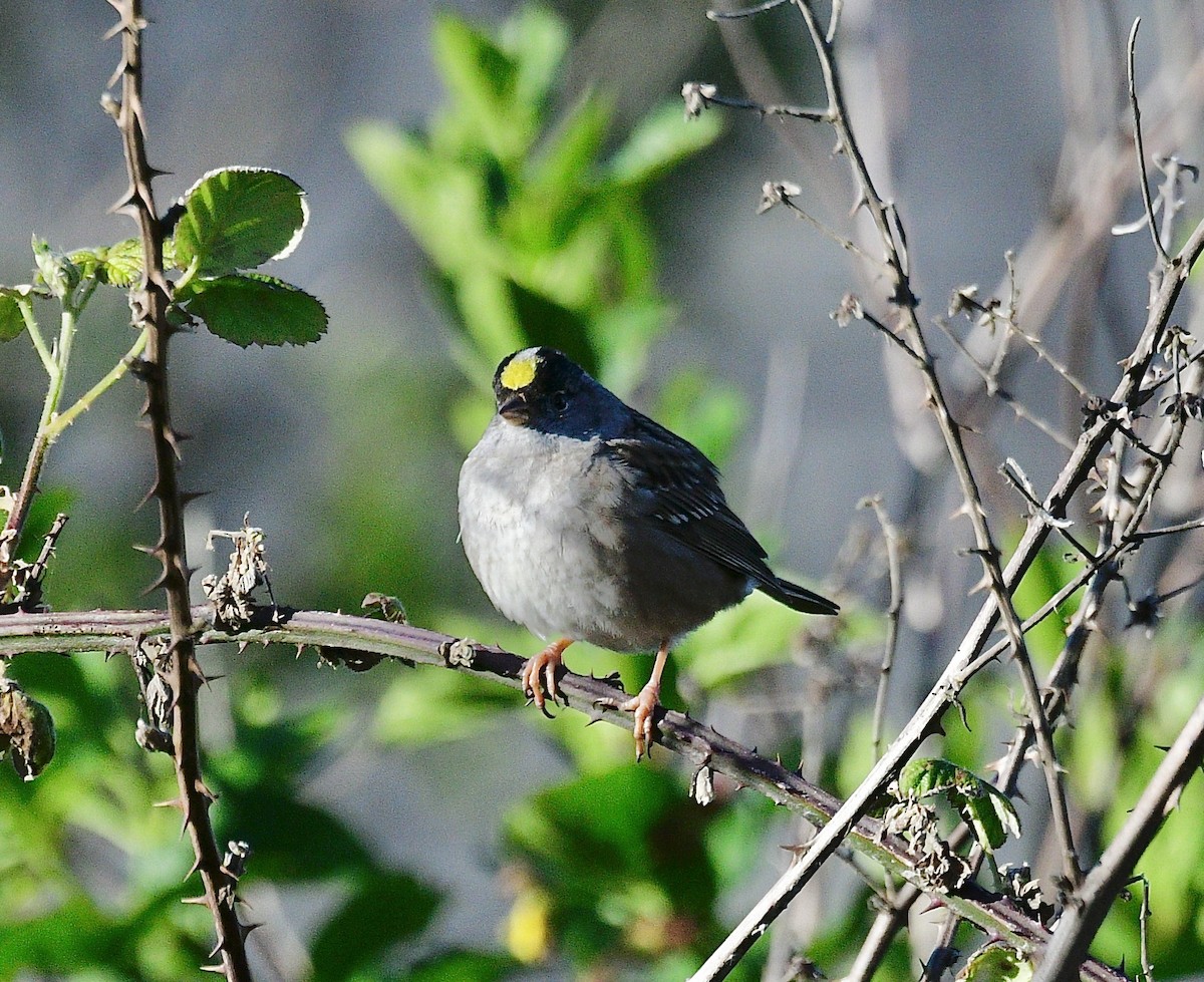 Bruant à couronne dorée - ML620718361