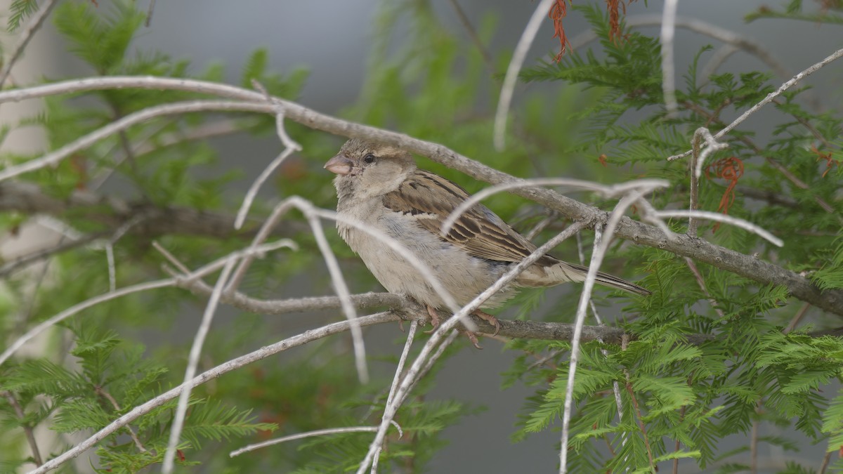 House Sparrow - ML620718363