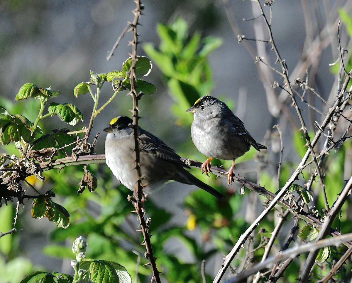 Golden-crowned Sparrow - ML620718364