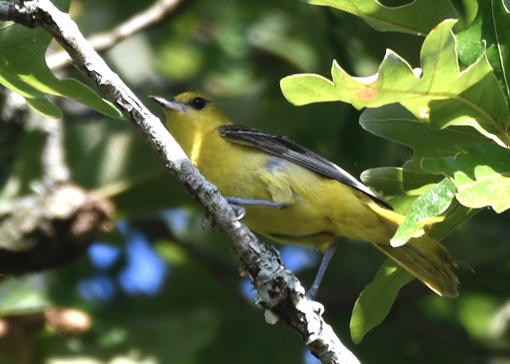 Orchard Oriole - ML620718365