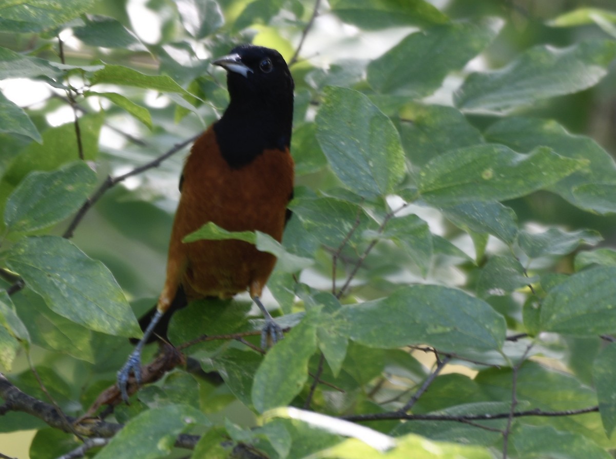 Oriole des vergers - ML620718366