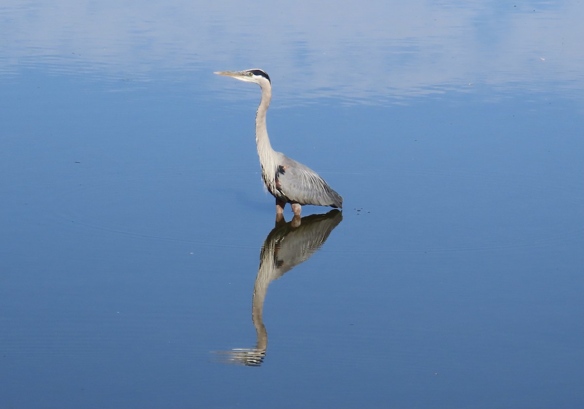 Great Blue Heron - ML620718367