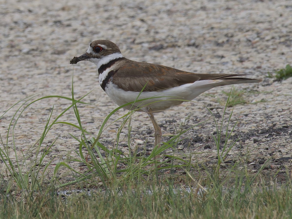 Killdeer - ML620718370